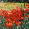 Poppies   Brambles
