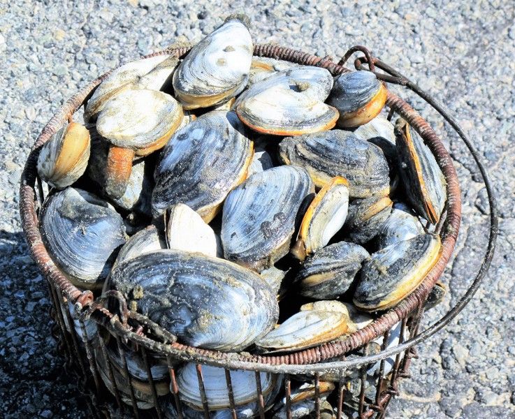 Jane Nielson - Basket of Summer Goodness