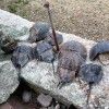 Horseshoe Crabs