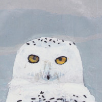 snowy owl